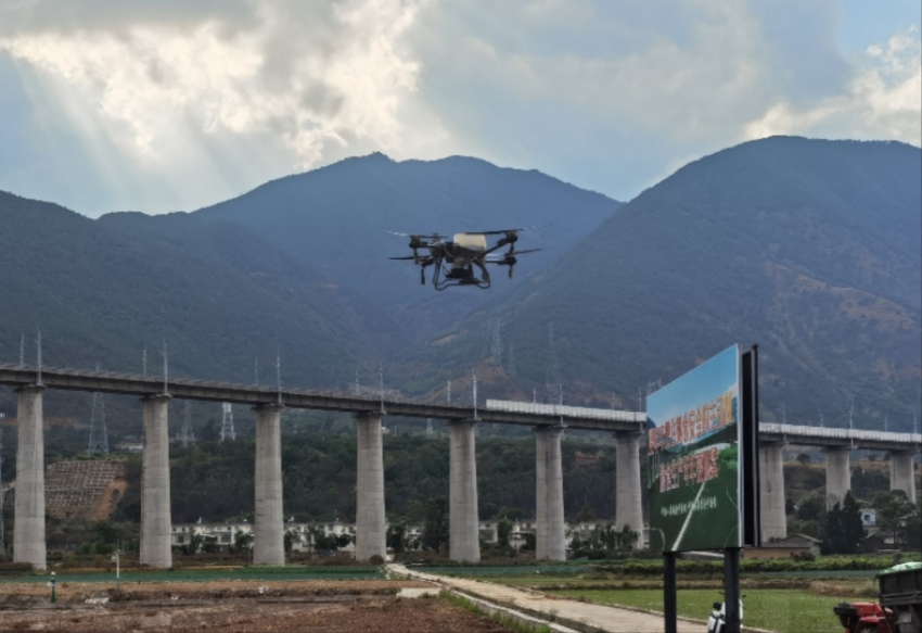 德昌縣糧經復合產業園超高產示范基地首次嘗試用無人機施肥現場。德昌縣委宣傳部供圖