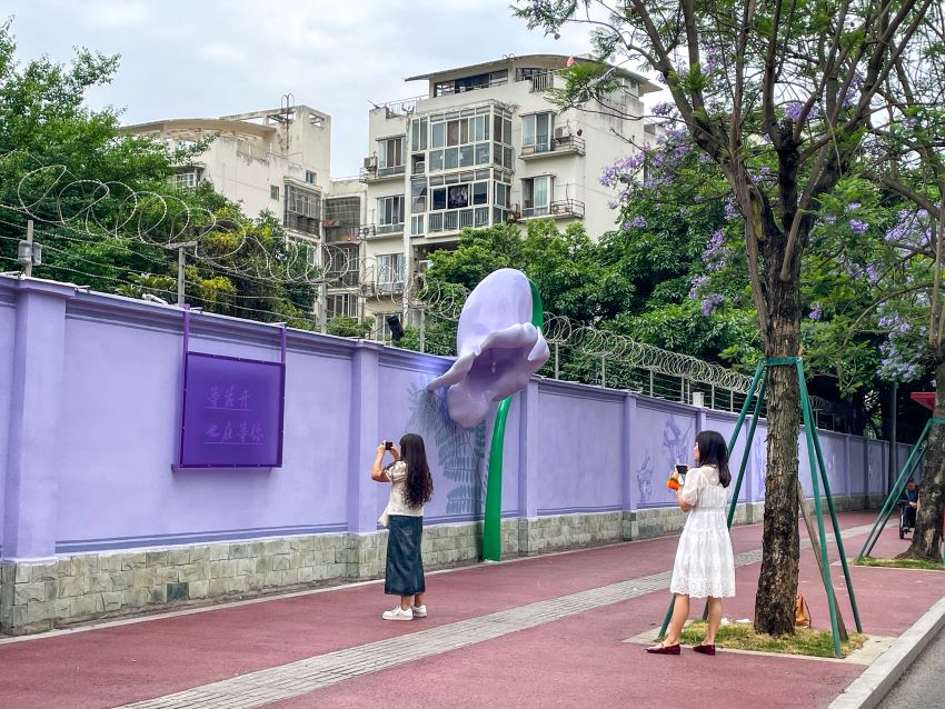 市民游客在藍花楹樹下拍照。豆玲惠攝