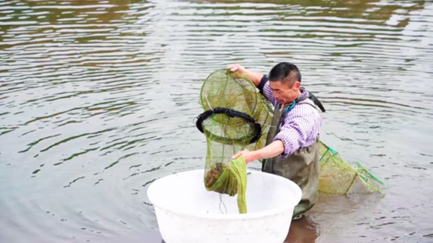 村民在中和鎮(zhèn)干溝村的蝦塘撈蝦。楊雪莉攝