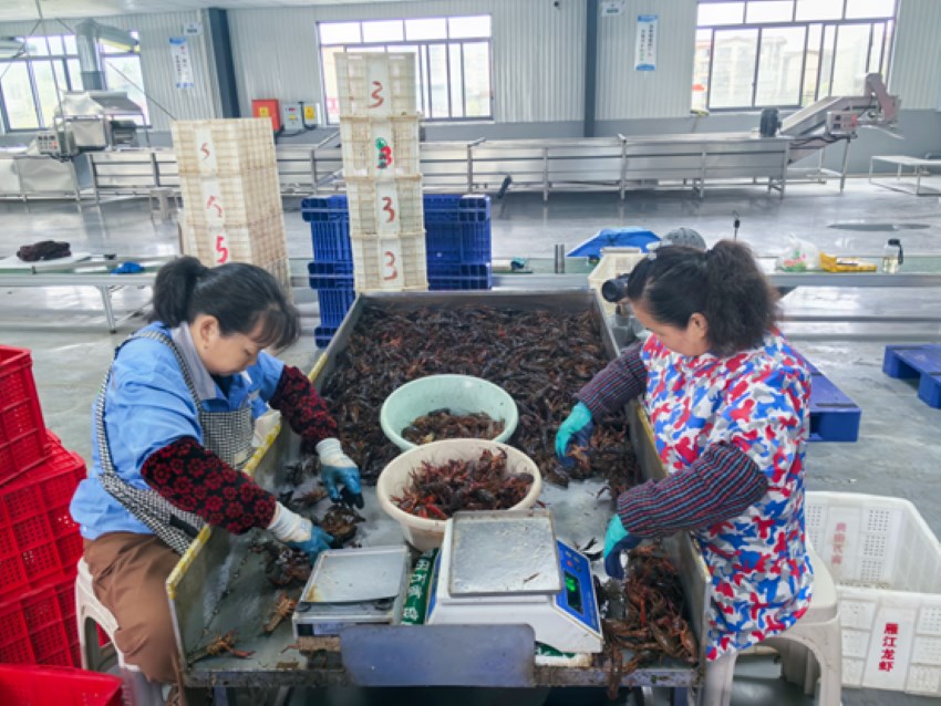 工人在川渝小龍蝦集散中心分揀小龍蝦。楊雪莉攝