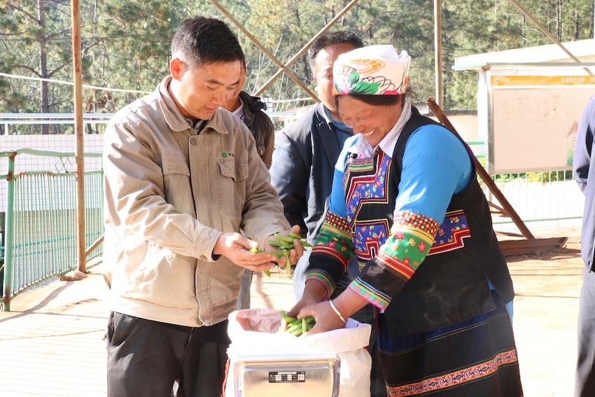 糧煙融合輪作帶動(dòng)煙農(nóng)拓寬增收渠道。攀枝花市煙草專(zhuān)賣(mài)局（公司）供圖