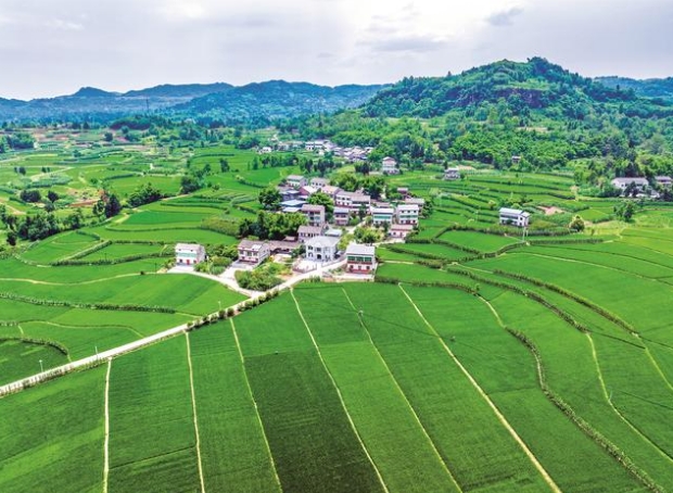 6月20日，廣安區花橋鎮花橋村稻田、道路、村落交相輝映，構成一幅美麗的夏日鄉村生態畫卷。近年來，廣安區大力推進鄉村振興戰略，加強生態鄉村規劃建設，完善基礎配套設施，持續優化人居環境，打造宜居宜業的美麗鄉村。（張國盛攝）