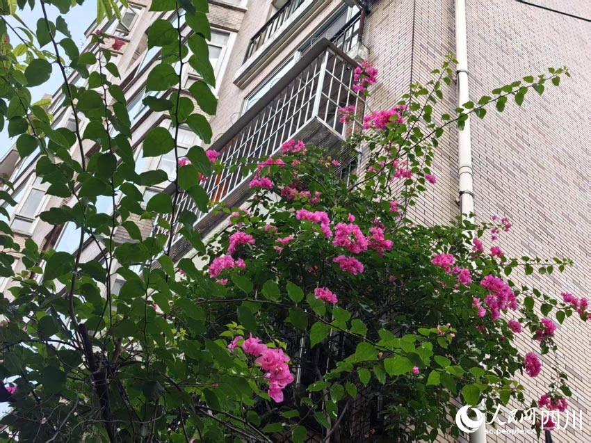 鮮花處處妝點成都。人民網記者 劉海天攝