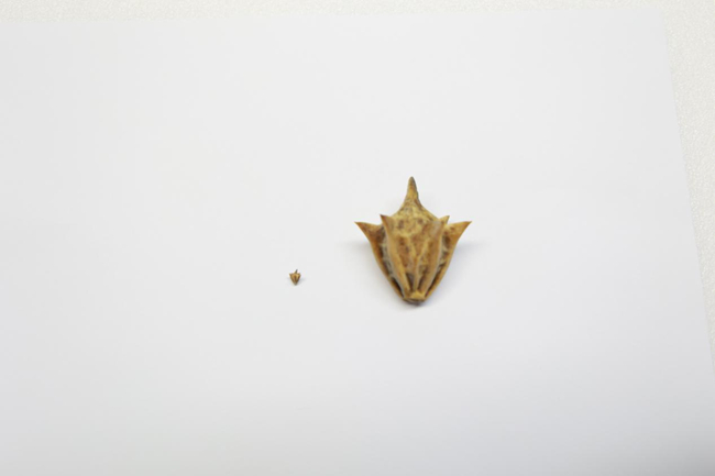 左為原始標本，右為三維建模后等比放大的3D打印標本。龍泉驛發布供圖