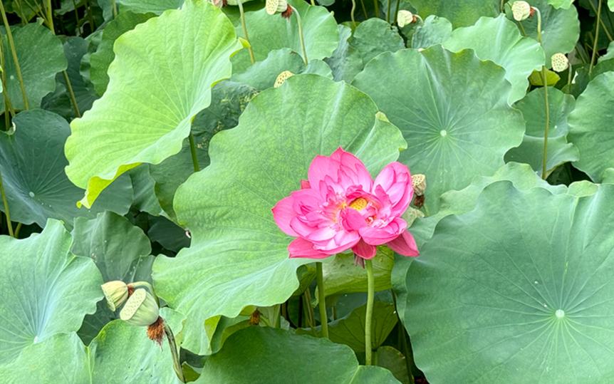 暴雨后的意外美好：成都追花熱似火