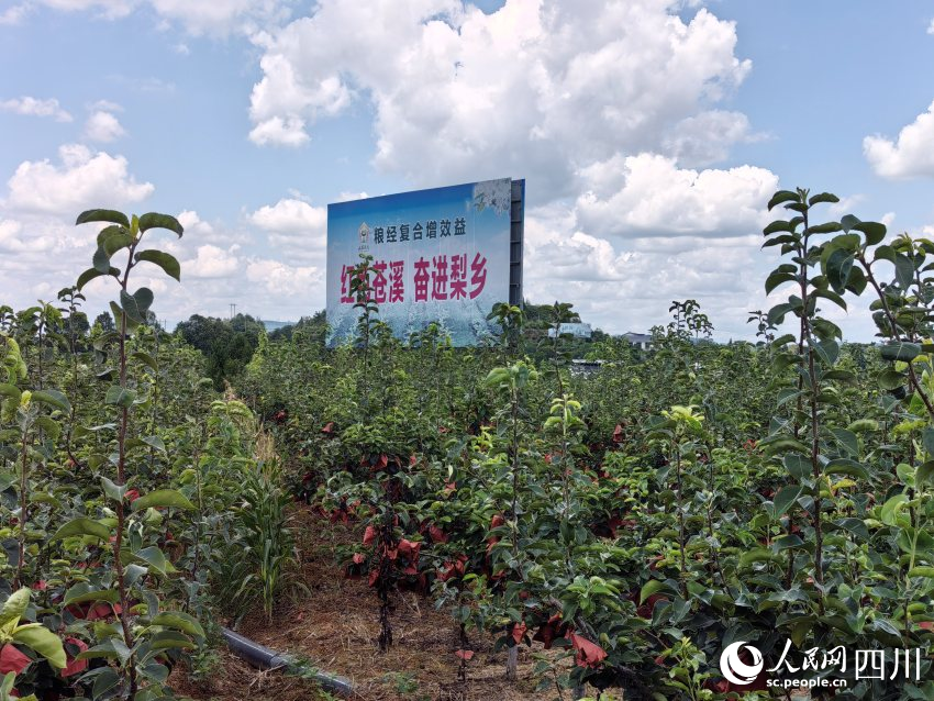 紅色蒼溪，奮進梨鄉。人民網記者 劉海天攝