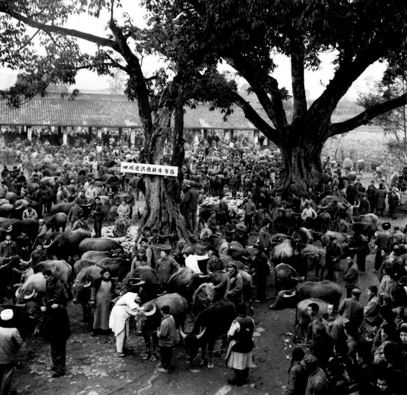 20世紀80年代的洪雅耕牛市場。眉山市黨史和地方志編纂中心供圖
