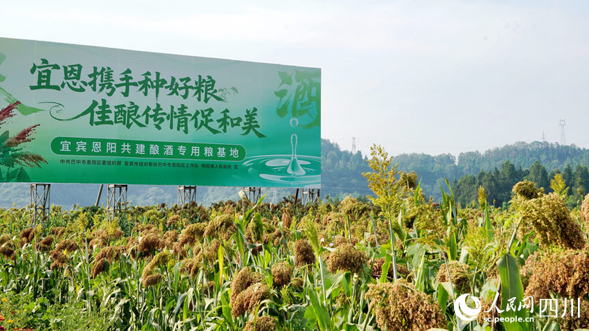 宜賓幫扶工作隊(duì)帶領(lǐng)恩陽村民種上了高粱，為宜賓白酒產(chǎn)業(yè)提供優(yōu)質(zhì)原材料，實(shí)現(xiàn)雙贏。人民網(wǎng)記者 王波攝