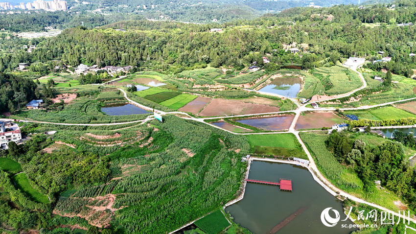 宜賓恩陽共建釀酒專用糧基地。人民網(wǎng)記者 王波攝