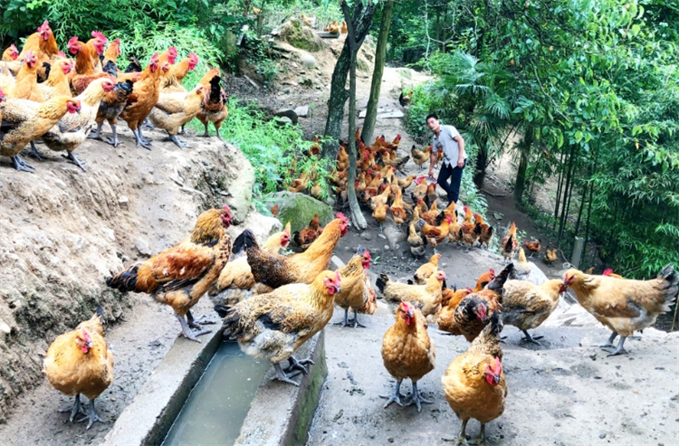林下散養雞。羅金梅供圖