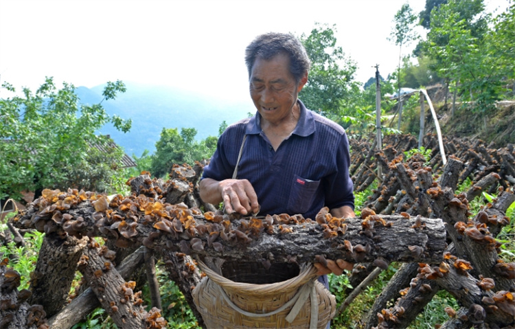種植木耳。羅金梅供圖