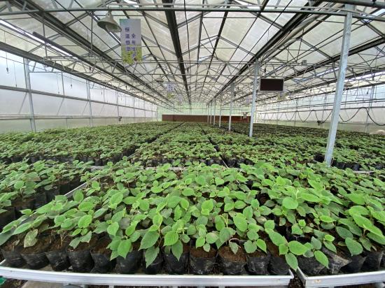 蒼溪彌研所育苗現場。蒼溪縣委宣傳部供圖