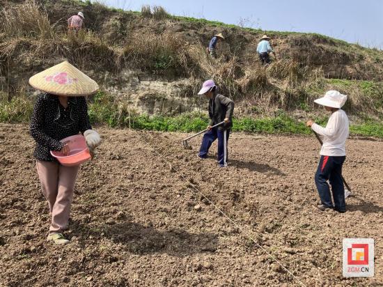 農(nóng)戶們正在協(xié)作播種高粱 記者王漢卿 攝